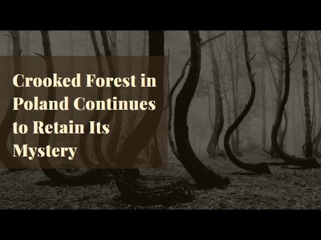 Crooked Forest in Poland Continues to Retain Its Mystery