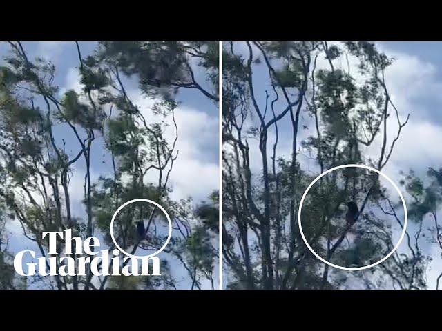 Footage shows koala in tree during heavy winds from Tropical Cyclone Alfred