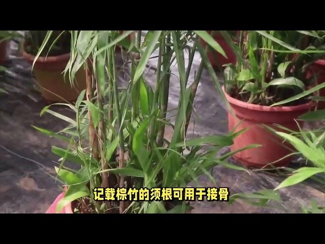 这一种植物，酷似“竹子”，人称“棕竹”做盆栽漂亮，是观叶植物