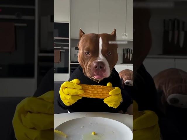 pitbull dog full video#trending #pitbull #viral  bow wow binge
