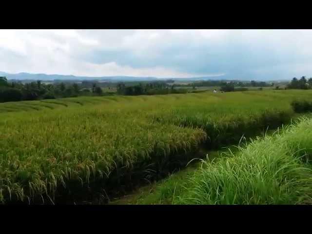 Bali freehold land for sale tanah di jual hak milik