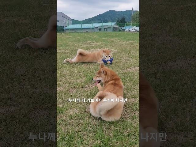 오늘은 쿠키와 호두 둘이 공놀이 하러 왔어요 #강아지 #시바이누 #반려견 #시바견