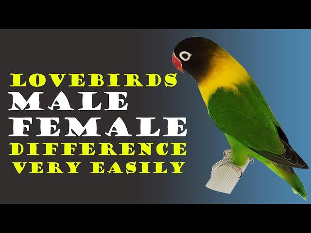 How to Tell the Gender of a Lovebird