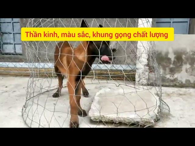 Malinois Đực Khủng | Chất lượng Cao Trại Chó Phú Quý