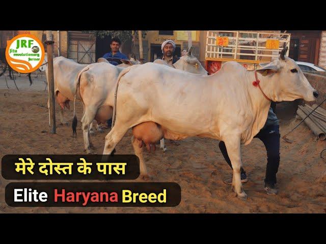 5 Star Haryana Breedकभी रखते थे HF गायें व भैंसे, आज रखते हैं केवल #देशी #गौमाताVijay 9992040503