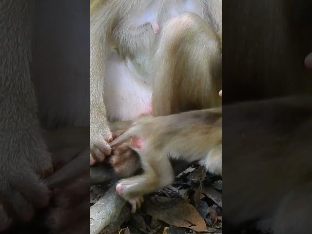 Tiny baby monkey very active, Wildlife video  #monkey #animal #fyp #love #foryou #foryoupage #video