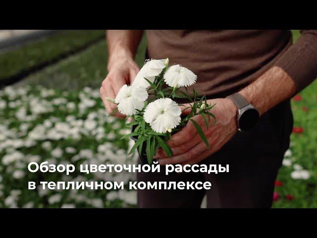 Обзор цветочной рассады в тепличном комплексе | Старт продаж 1 мая
