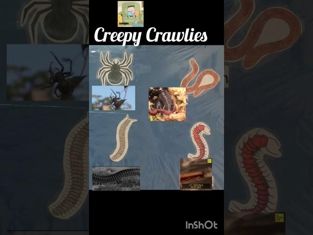 Creepy Crawlies l Scientific Thinking concepts l General Awareness l Insects l Creepy Crawlies l