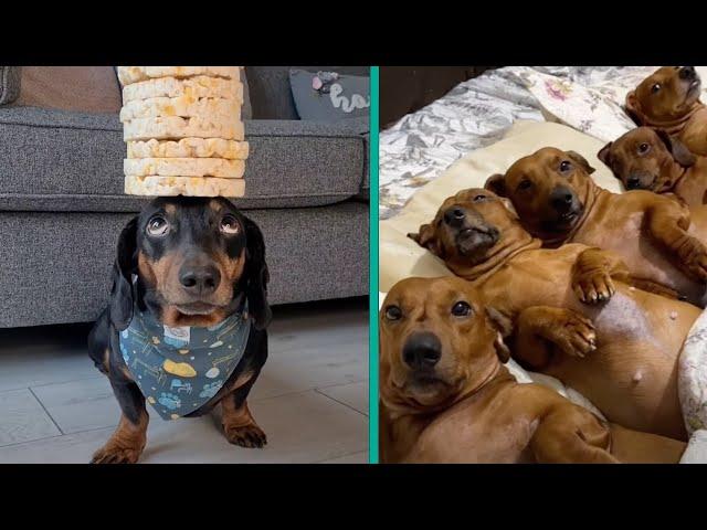 The Funniest Dachshund Moments 2023 | A Hilarious Compilation for Sausage Dog Lovers @FurryTails