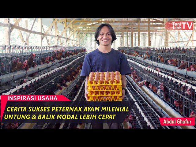 Peternak Ayam Petelur Milenial, Modal Awal 160Jt Balik Modal 1 Tahun