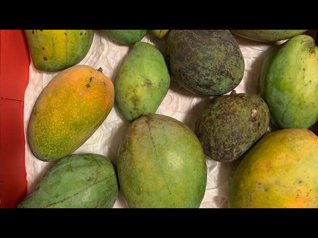 Our Florida Mango Season 2024 - July 2024