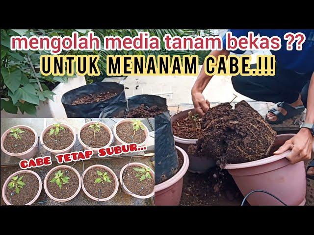 cara mengolah media tanam bekas agar subur lembali untuk cabe. #cabe #garden #caberawit