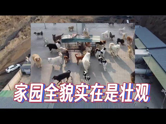 2025-3-9 Xiaoxu's Mountain Life with Dogs 给所有的粉丝看一下整个基地的全貌，看上去近300只狗狗实在是太壮观了。