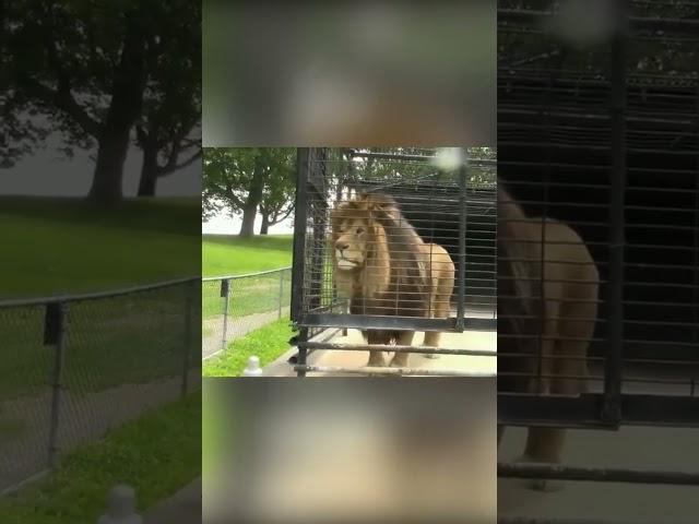 Watch this Lion's Revenge ️