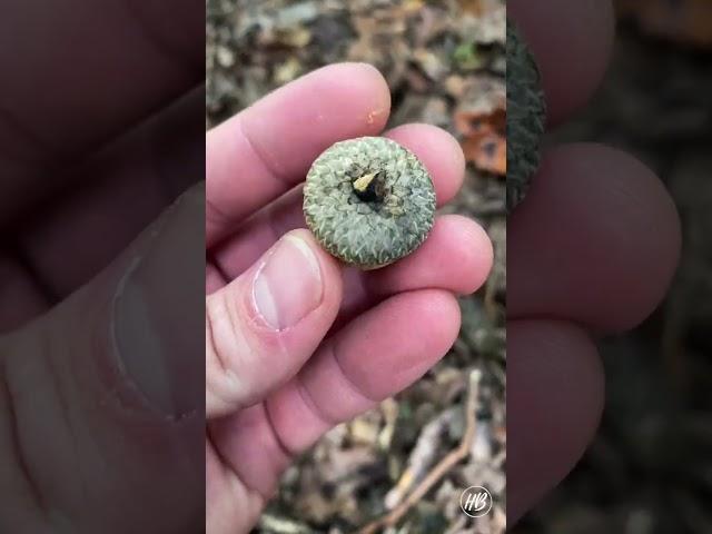 Identifying Oak Trees from the Ground | Woodsmanship Wednesday