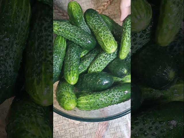 КИСЛО - СЛАДКИЕ МАЛОСОЛЬНЫЕ ОГУРЦЫ  по Рецепту Соседки