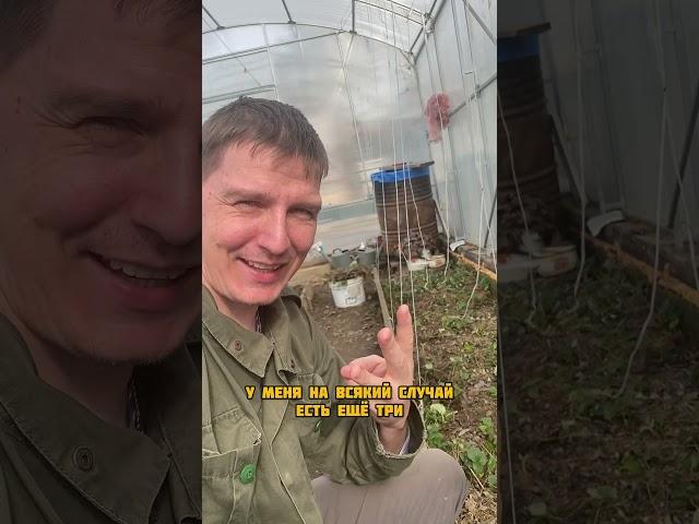 Посадил гигантский арбуз #гиганты_АМИНОСИЛ_2025 #БуйскиеУдобрения #средства_защиты_greenbelt
