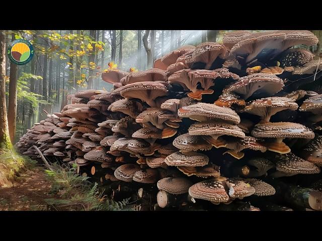 How Japanese Farmers Harvest Millions of Shiitake Mushrooms in Forests | Farming Documentary