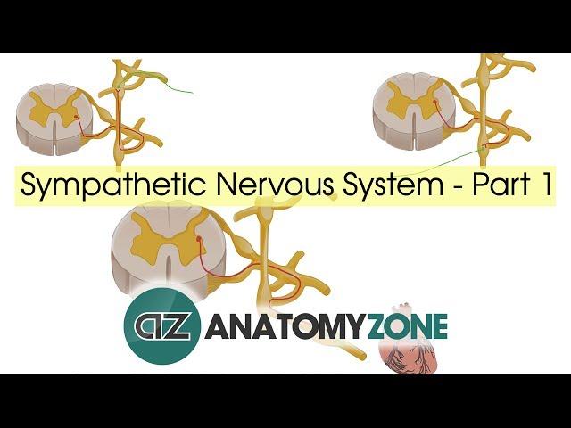 Sympathetic Nervous System Anatomy - Part 1