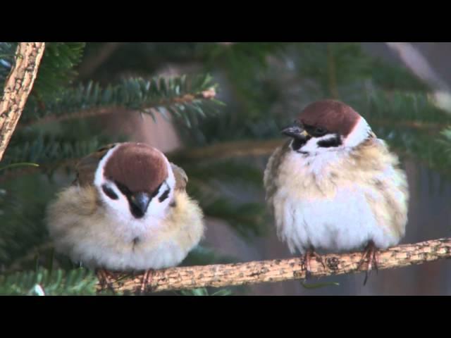 スズメ Eurasian Tree Sparrow