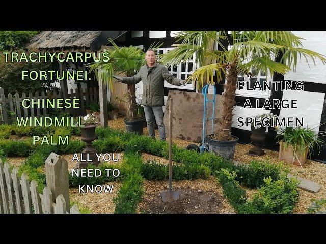 Planting a Trachycarpus Fortunei Chinese Windmill Palm UK Exotic Plants