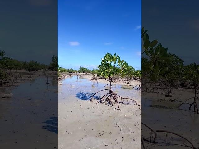 Mangroves