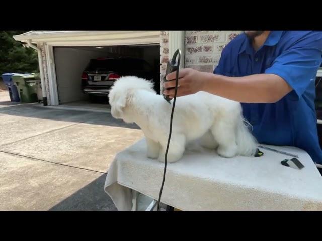 How the mighty have fallen, Jun The Groomer CERTIFIED ROOKIE