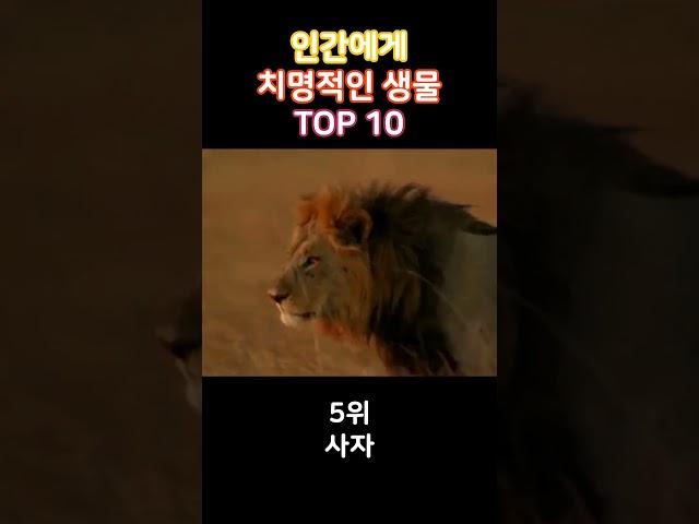 조심!! 인간에게 치명적인 생물 TOP 10