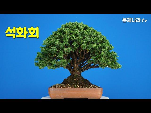 분재,석화회,Chirimen,石花膾,소품분재,bonsai,mini bonsai,盆栽,분재나라tv,분재관리,분재판매,소나무분재,분재나라