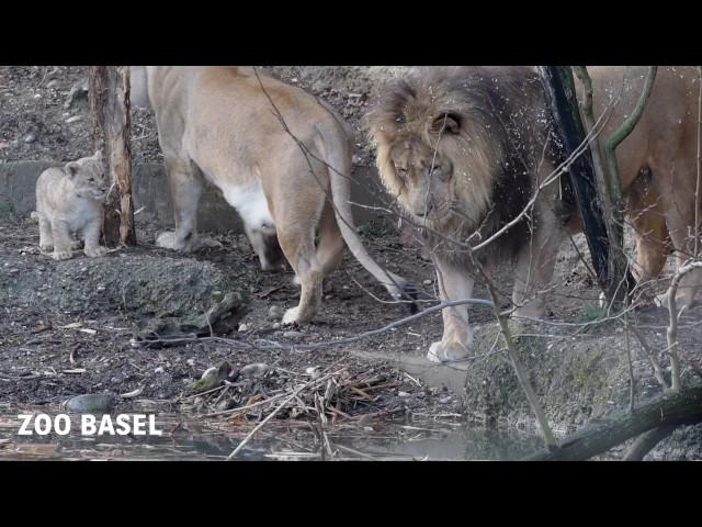 Nachwuchs bei den Löwen im Zoo Basel