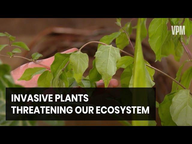 How To Identify and Remove Invasive Plants