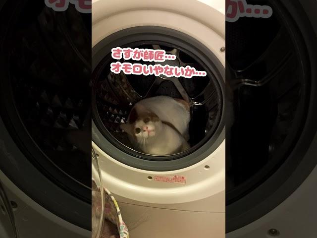 I guess my master has always been funny... [Talking cat] #Shorts [Cat dubbing]