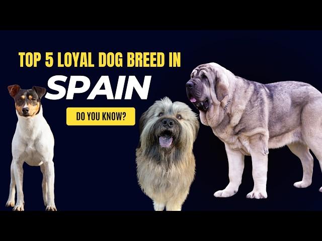 Top 5 Most Loyal Dog Breeds in Spain  #dogtraining  #dogfacts