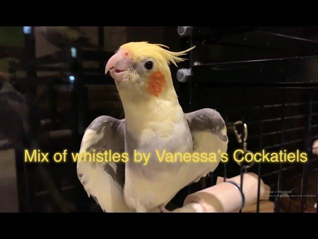 1 hour of singing cockatiels - Teach your bird!