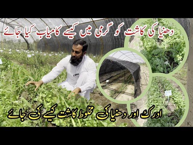 Ginger and coriander farming ادرک اور دھنیا کی کاشت |IR FARM |Tunnel farming