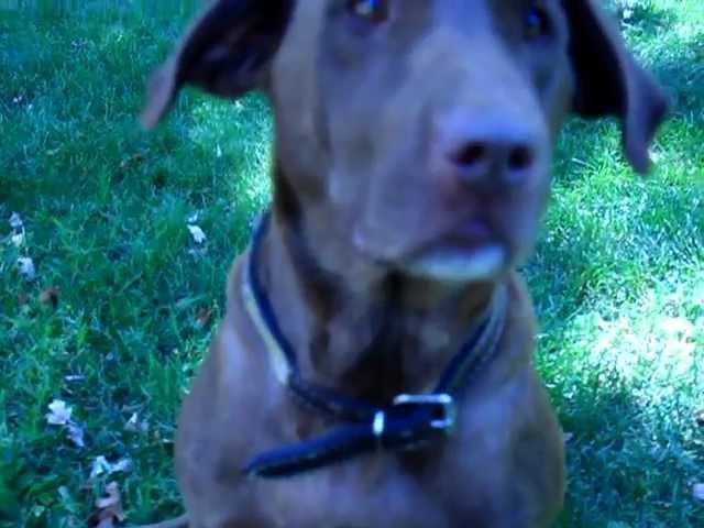 Lexie our Chocolate Lab