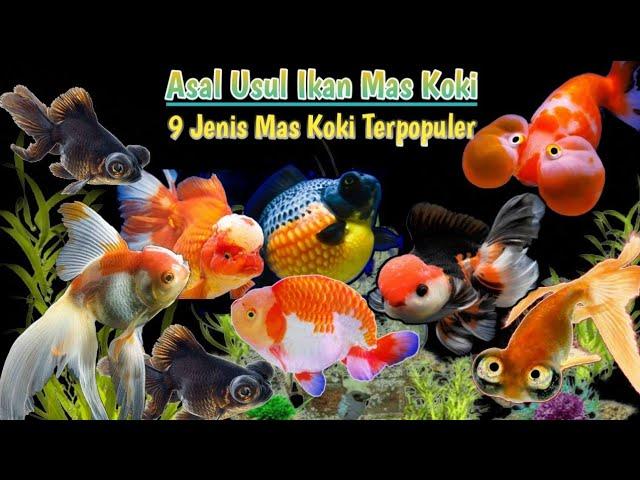 Mengenal 9 Jenis Ikan Mas Koki | Cara Pelihara Dan Tingkat Kesulitannya | Goldfish @MYstudioA3