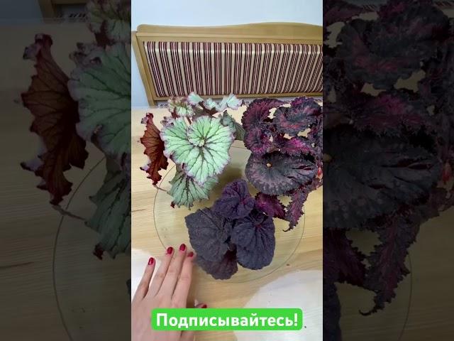 Бегонии селекции Dimetris #begonia