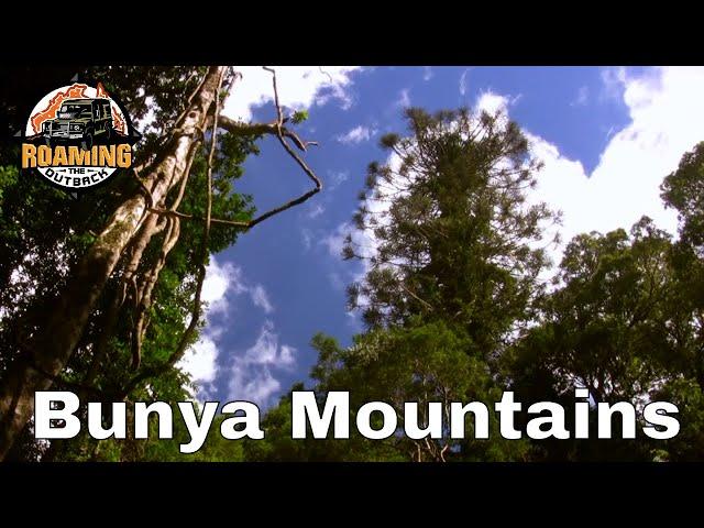 Bunya Mountains National Park - Qld Australia