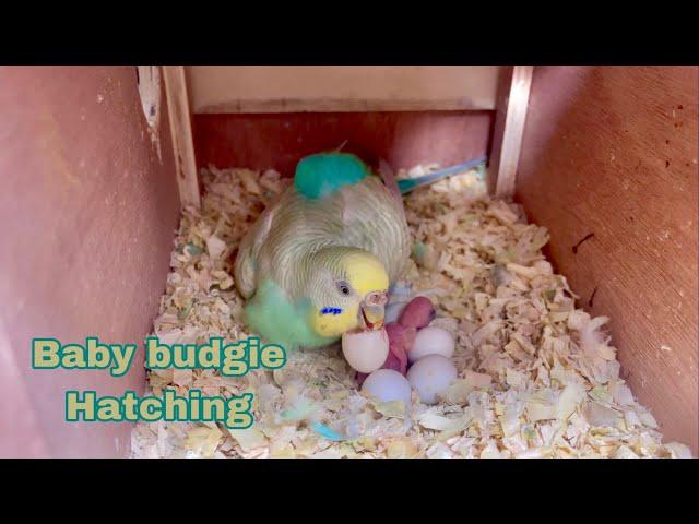 Baby Budgie Hatching