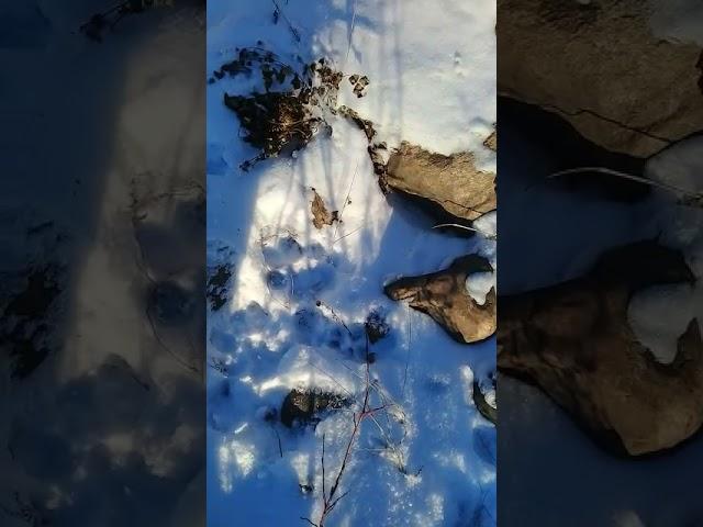 Видео Андрея Иванова Якутская Авиалесоохрана