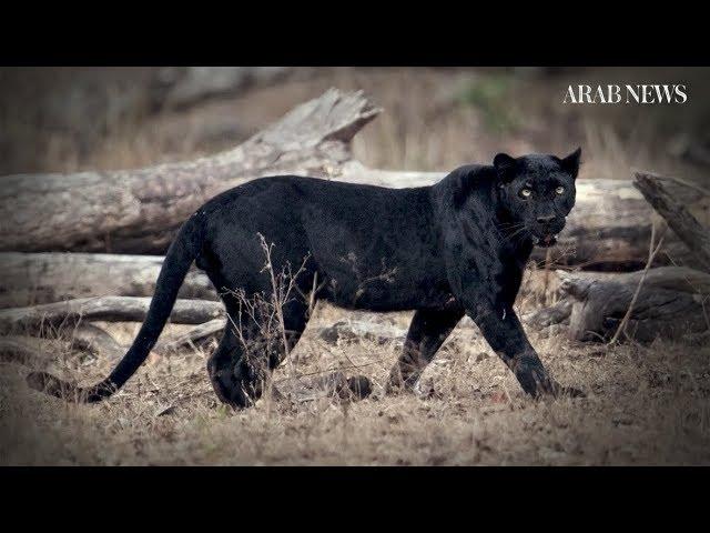 Elusive 'black panther' sighted in Kenya for the first time in a century