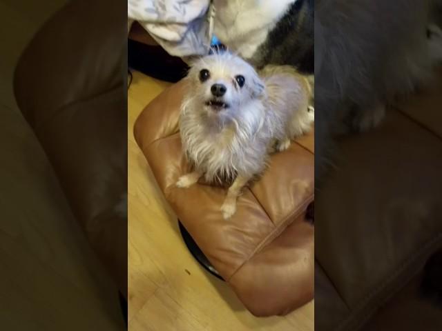 Zsa Zsa, the Weredog
