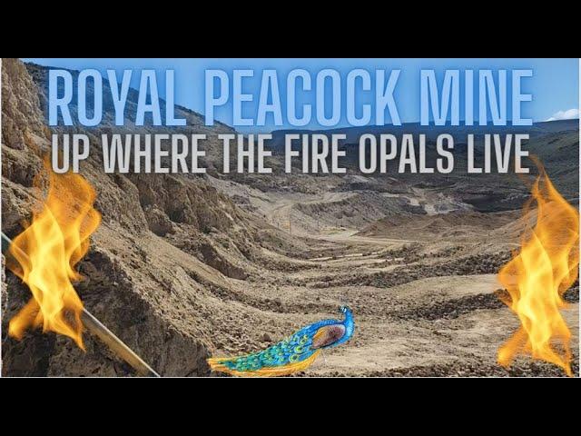 Opals in an Oasis formed by an Ancient volcano