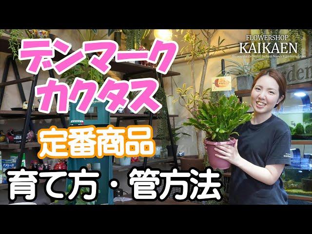 デンマークカクタス　定番商品　育て方・管理方法【おうちでガーデニング】開花園チャンネル