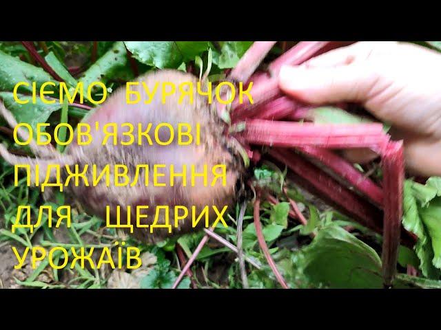 СІЄМО ЧЕРВОНИЙ  БУРЯЧОК.    ПІДЖИВЛЕННЯ   ДЛЯ   БАГАТОГО ВРОЖАЮ