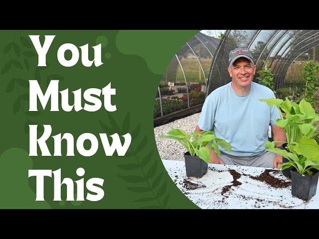 Dividing Hostas and other Perennials to maximize profit in a nursery!!