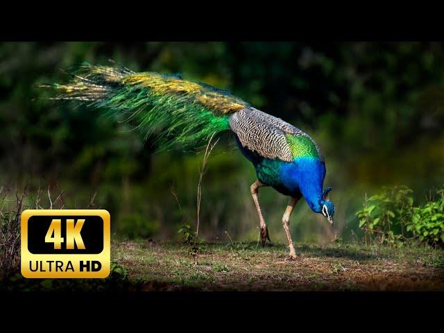 Beautiful Indian Peafowl - 4K Ultra HD 