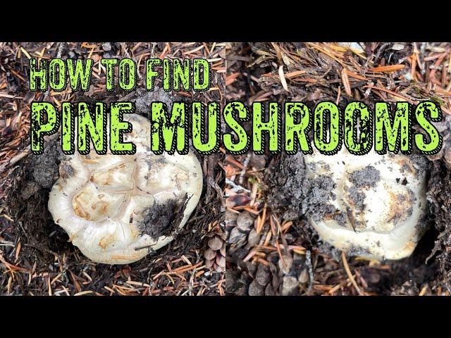 Finding Pine Mushroom Gold in the Pacific Northwest