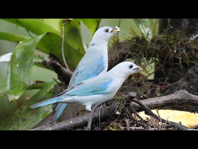 Aves del Ecuador